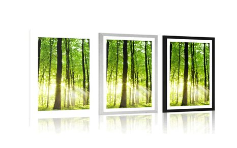 POSTER – FORESTA VERDE FRESCA - NATURA - POSTER