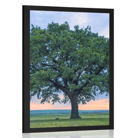PLAKAT USAMLJENI HRAST