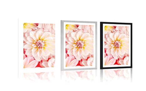 POSTER WITH MOUNT PASTEL DAHLIA FLOWERS - FLOWERS - POSTERS