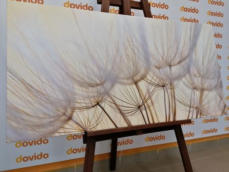 OBRAZ PAMPELIŠKOVÉ SEMENA - OBRAZY - TOTÁLNÍ VÝPRODEJ 🔥