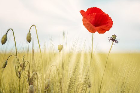 ΑΥΤΟΚΌΛΛΗΤΗ ΤΑΠΕΤΣΑΡΊΑ ΑΓΡΙΟΠΑΠΑΡΟΎΝΑ - ΑΥΤΟΚΌΛΛΗΤΕΣ ΤΑΠΕΤΣΑΡΊΕΣ - ΤΑΠΕΤΣΑΡΊΕΣ