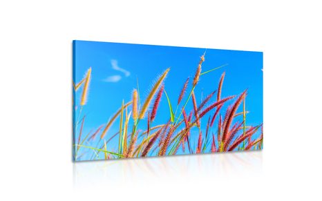 OBRAZ DZIKA TRAWA POD BŁĘKITNYM NIEBEM - OBRAZY PRZYRODY I KRAJOBRAZY - OBRAZY