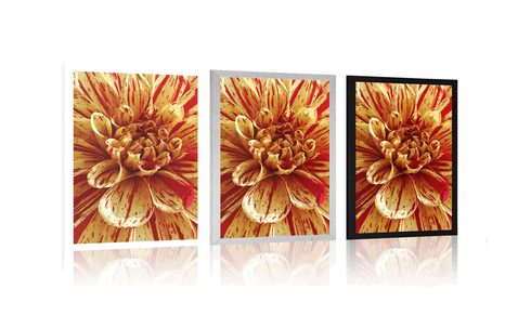 PLAGÁT EXOTICKÁ DÁLIA - KVETY - PLAGÁTY