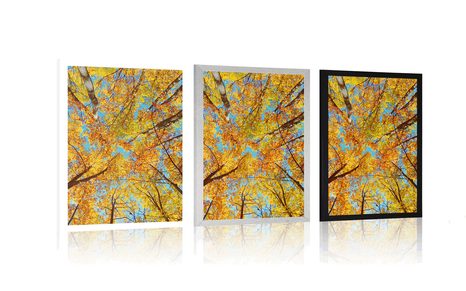 POSTER AUTUMN TREE CROWNS - NATURE - POSTERS