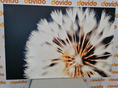 WANDBILD LÖWENZAHN AUF DUNKLEM HINTERGRUND - BILDER BLUMEN - BILDER