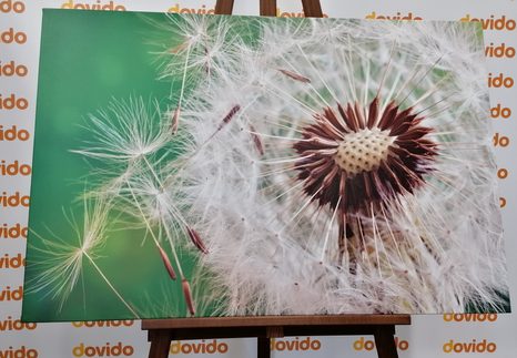 КАРТИНА НА ПЛАТНО – СЕМЕНА НА ГЛУХАРЧЕ - КАРТИНИ С ЦВЕТЯ - КАРТИНИ