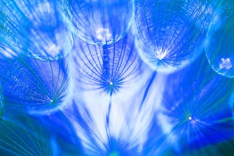 SAMOLEPÍCÍ TAPETA NEOBYČEJNÁ MODRÁ PAMPELIŠKA - SAMOLEPÍCÍ TAPETY - TAPETY