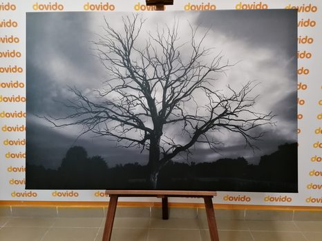 OBRAZ ČERNOBÍLÝ STROM NA LOUCE - ČERNOBÍLÉ OBRAZY - OBRAZY