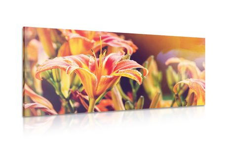 CANVAS PRINT BEAUTIFULLY BLOOMING GARDEN FLOWERS - PICTURES FLOWERS - PICTURES