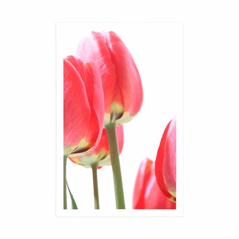 PLAKÁT ČERVENÉ POLNÍ TULIPÁNY - KVĚTINY - PLAKÁTY