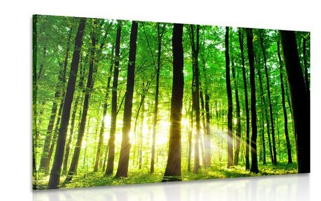 CANVAS PRINT LUSH GREEN FOREST