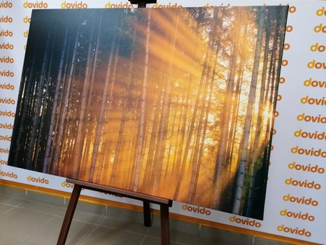 TABLOU SOARELE ÎN SPATELE COPACILOR - TABLOU NATURĂ ȘI PEISAJE NATURALE - TABLOURI