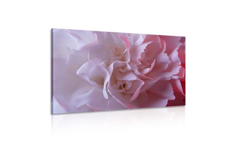 KÉP SZÍNES SZEKFŰ - VIRÁGMINTÁS KÉPEK - KÉPEK