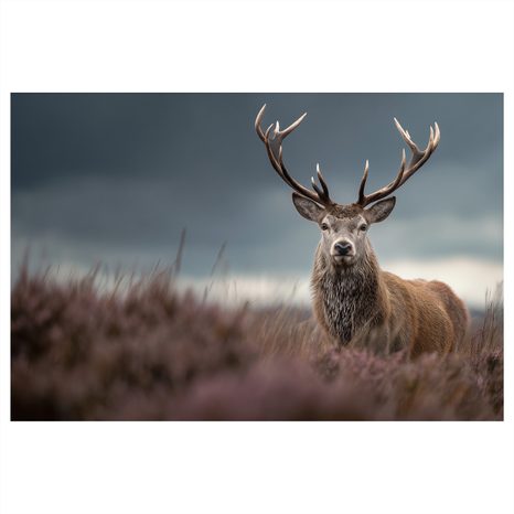 OBRAZ MAJESTÁTNÍ JELEN V PŘÍRODĚ - OBRAZY JELENI - OBRAZY