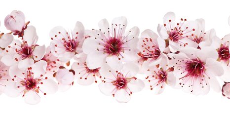 TABLOU FLORI DE CIRES - TABLOU FLORI - TABLOURI