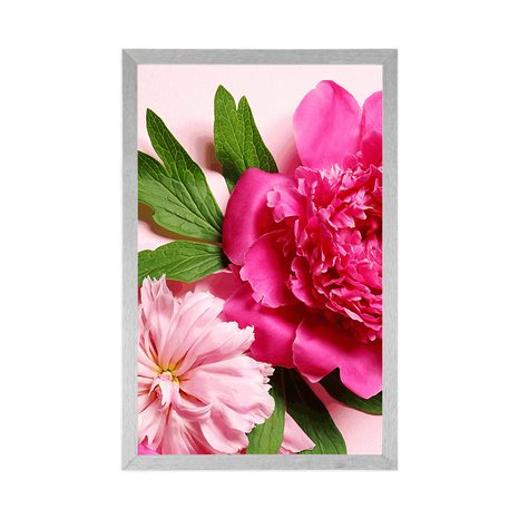 PLAKÁT PIVOŇKY V RŮŽOVÉ BARVĚ - KVĚTINY - PLAKÁTY