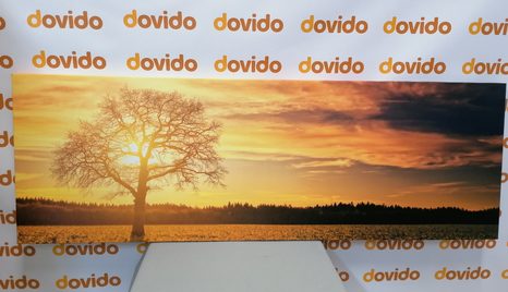 OBRAZ OSAMĚLÉHO STROMU - OBRAZY PŘÍRODY A KRAJINY - OBRAZY