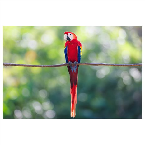 OBRAZ PESTROBAREVNÝ PAPOUŠEK V DŽUNGLI - OBRAZY PTÁCI - OBRAZY