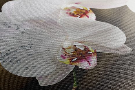 WANDBILD ORCHIDEE UND SCHMETTERLING - BILDER BLUMEN - BILDER