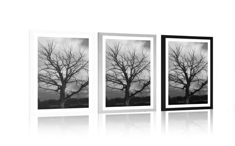 PLAKAT S PASPARTUJEM ČRNOBELO DREVO NA TRAVNIKU - ČRNOBELI - PLAKATI