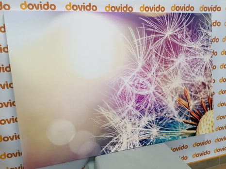 STAMPA SU TELA – VISTA DETTAGLIATA DEL DENTE DI LEONE - QUADRI DI FIORI - STAMPE E QUADRI