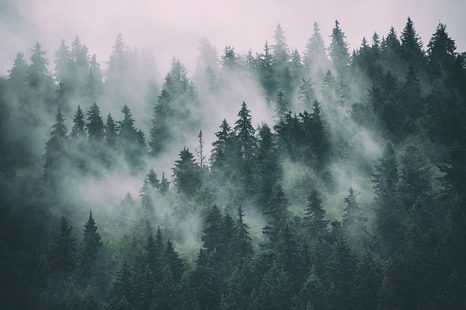 CARTA DA PARATI – FORESTA NELLA NEBBIA - CARTA DA PARATI - 🔥 SVENDITA TOTALE