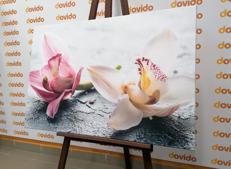 OBRAZ DWUKOLOROWE KWIATY ORCHIDEI - OBRAZY KWIATÓW - OBRAZY