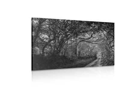 WANDBILD WALD IN SCHWARZ-WEISS - SCHWARZ-WEISSE BILDER - BILDER