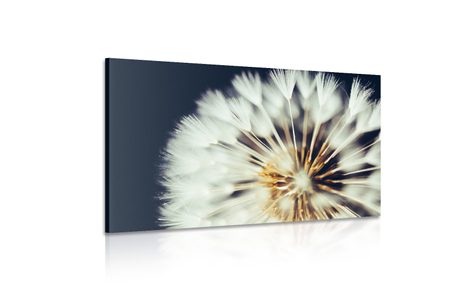 WANDBILD LÖWENZAHN AUF DUNKLEM HINTERGRUND - BILDER BLUMEN - BILDER