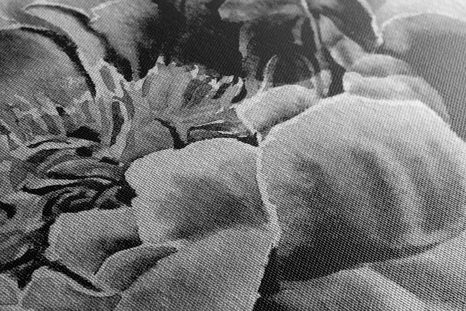 WANDBILD PFINGSTROSEN IN SCHWARZ-WEISS - SCHWARZ-WEISSE BILDER - BILDER