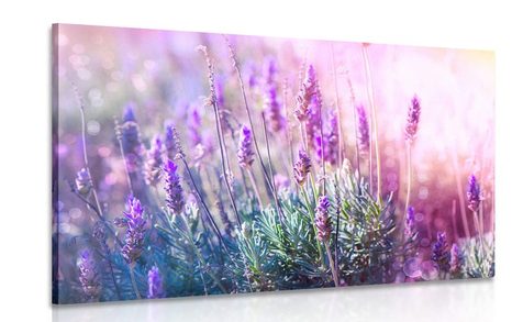 QUADRO MAGICI FIORI DI LAVANDA - QUADRI DI FIORI - QUADRI