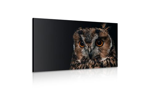 SLIKA SOVA - SLIKE ŽIVALI - SLIKE