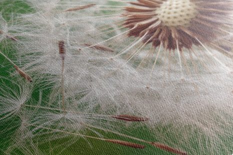 КАРТИНА НА ПЛАТНО – СЕМЕНА НА ГЛУХАРЧЕ - КАРТИНИ С ЦВЕТЯ - КАРТИНИ