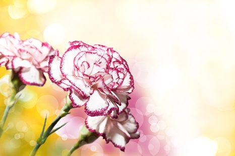 TAPETA KARAFIÁT - TAPETY KVĚTINY - TAPETY