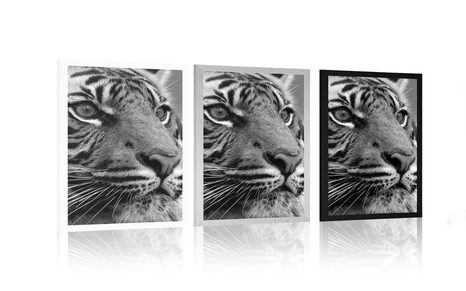 POSTER BENGAL-TIGER IN SCHWARZ-WEISS - SCHWARZ-WEISS - POSTER