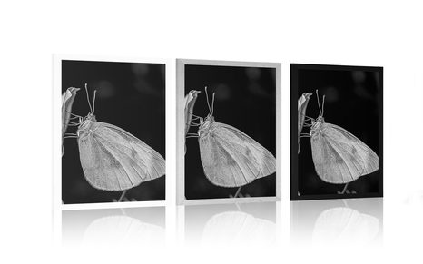 PLAKÁT MOTÝL NA KVĚTU - ČERNOBÍLÉ - PLAKÁTY