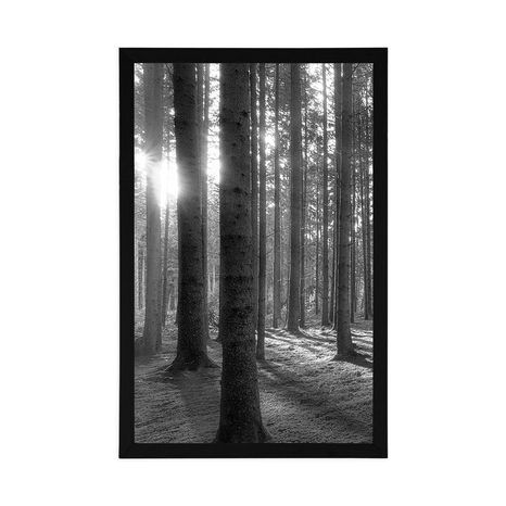 PLAGÁT SLNEČNÉ RÁNO V LESE V ČIERNOBIELOM PREVEDENÍ - ČIERNOBIELE - PLAGÁTY
