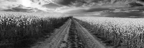 ΕΙΚΌΝΑ ΑΠΌ ΠΈΤΑΛΑ ΛΟΥΛΟΥΔΙΏΝ - ΠΊΝΑΚΕΣ ΑΣΠΡΌΜΑΥΡΕΣ - ΠΊΝΑΚΕΣ