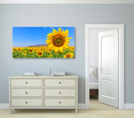 CANVAS PRINT SUNFLOWER FIELD - PICTURES - 🔥 TOTAL SALE 🔥