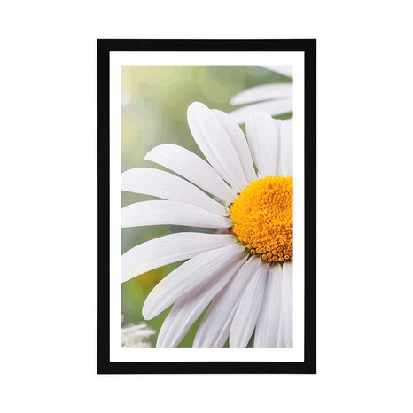 PLAKÁT S PASPARTOU KVĚTINY KOPRETINY - KVĚTINY - PLAKÁTY