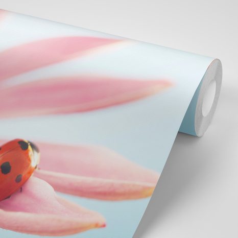 FOTOTAPETA BERUŠKA NA ECHINACEI - TAPETY KVĚTINY - TAPETY