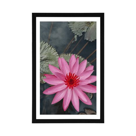 POSTER – FIORE DI LOTO AFFASCINANTE - FIORI - POSTER