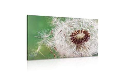 КАРТИНА НА ПЛАТНО – СЕМЕНА НА ГЛУХАРЧЕ - КАРТИНИ С ЦВЕТЯ - КАРТИНИ