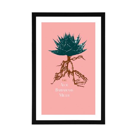 POSTER MIT PASSEPARTOUT UND DER AUFSCHRIFT ALOE BARBADENSIS MILLER - MOTIVE AUS UNSERER WERKSTATT - POSTER