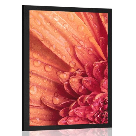 POSTER ORANGE GERBERA MIT WASSERTROPFEN - BLUMEN - POSTER