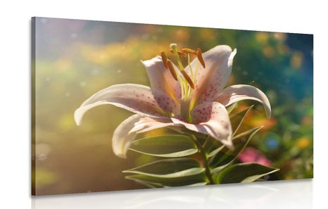 CANVAS PRINT BEAUTIFUL FLOWER WITH A RETRO TOUCH - PICTURES FLOWERS - PICTURES