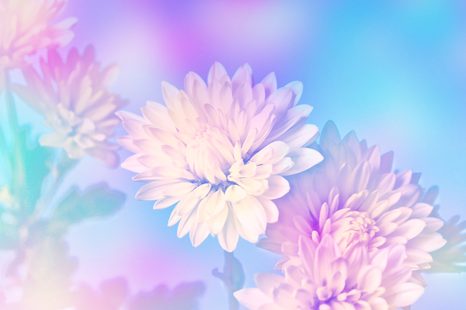 WANDBILD CHRYSANTHEME - BILDER BLUMEN - BILDER