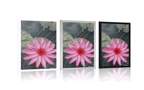 POSTER BEZAUBERNDE LOTOSBLÜTE - BLUMEN - POSTER