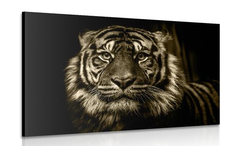 CANVAS PRINT TIGER IN SEPIA DESIGN - BLACK AND WHITE PICTURES - PICTURES