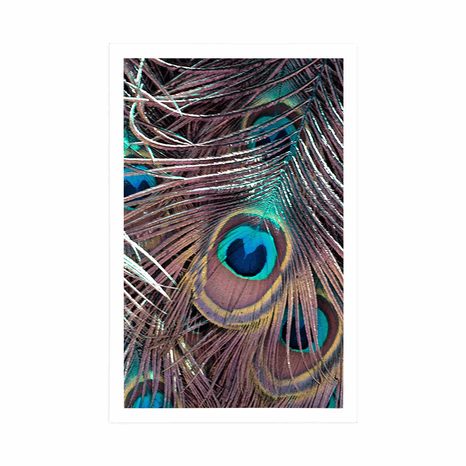 POSTER PFAUENFEDER - STILLLEBEN - POSTER